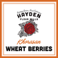 BULK DAYS: Khorasan Wheat Berries
