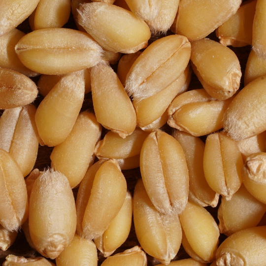 White Sonora Berries